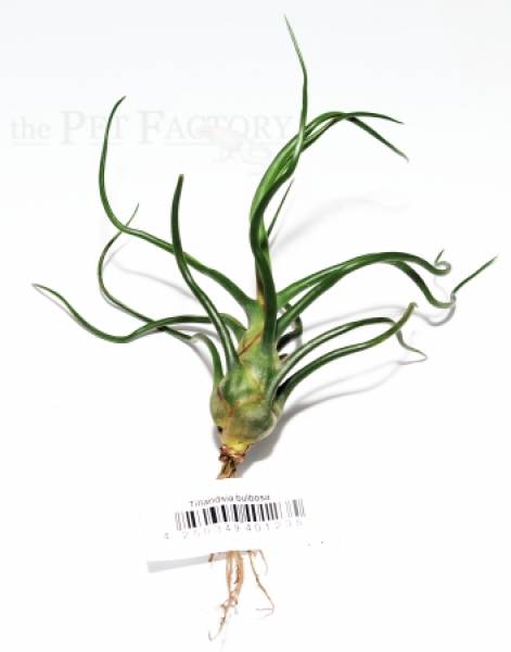 Tillandsia bulbosa